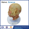 Facial nerve plastinated specimen