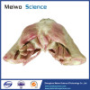 Muscles of female perineum plastination for sale