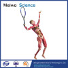 Playing tennis teaching specimen plastination