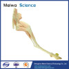 Vessel and nerve of hind limb of goat medical specimen
