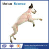 Dog plastinated specimen for medical university