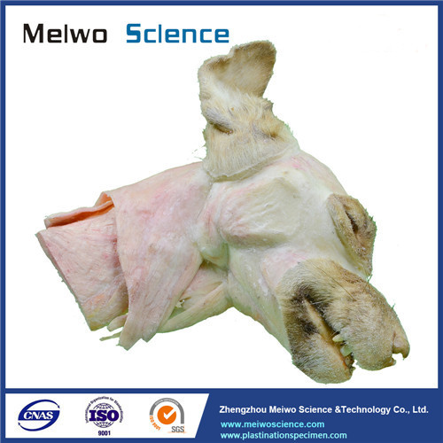 Medical median sagittal section of dog head and neck plastinated specimen