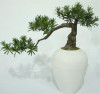 Artificial Podocarpus Bonsai Tree