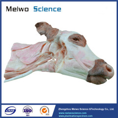 Deep muscle of cow head and neck plastinated specimen