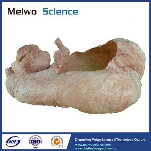 Gastric mucosa of cow plastinated specimen