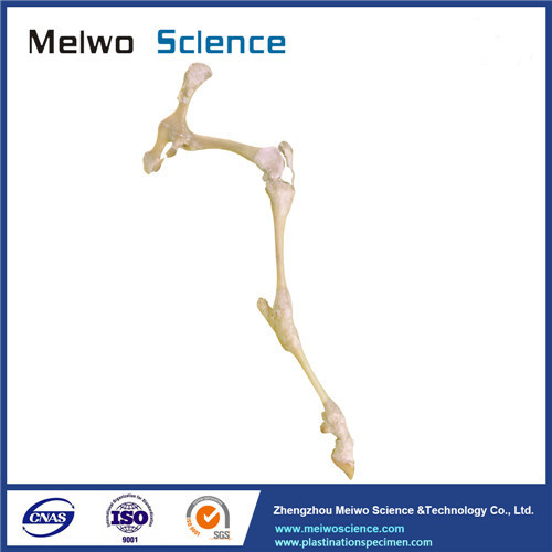 Posterior limb joint of sheep plastinated specimen