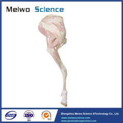 Anterior limb muscle vessel and nerve of sheep plastinated specimen