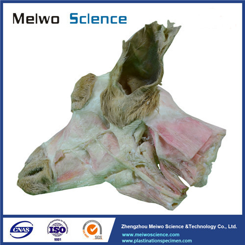 Superficial muscle of sheep head and neck plastinated specimen