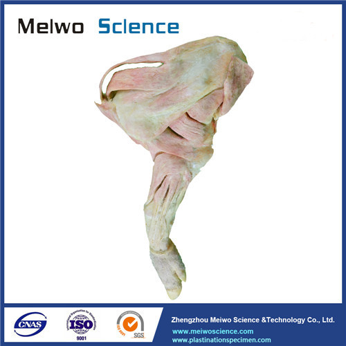 The anatomy foreleg muscle of pig plastinated specimen