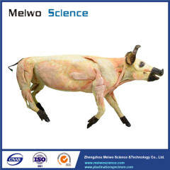 Medical pig plastinated specimen for sale