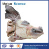 Muscle vessel and nerve of pig head and neck plastinated specimen