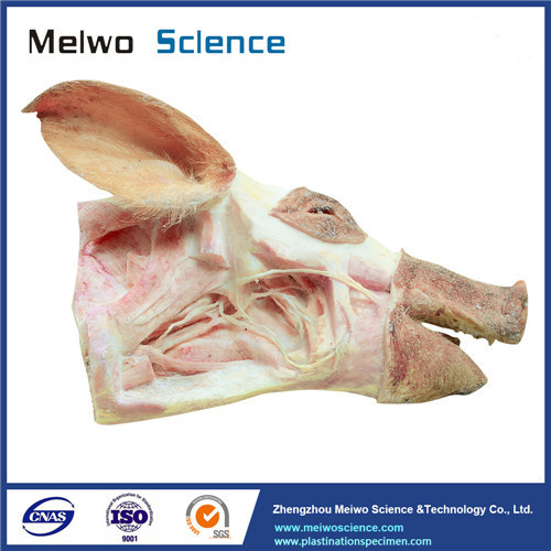 Deep vessels and nerves of pig head plastinated specimen