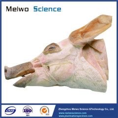 Median sagittal section of pig head with brain plastinated specimen