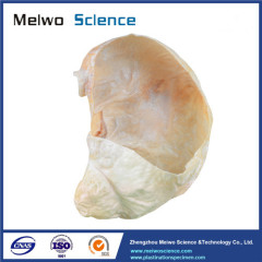 Gastric mucosa of pig plastinated specimen