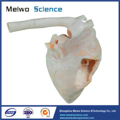 Heart cavity of pig plastinated specimen