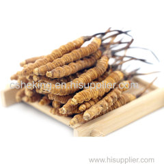 Cordyceps herbal extract powder