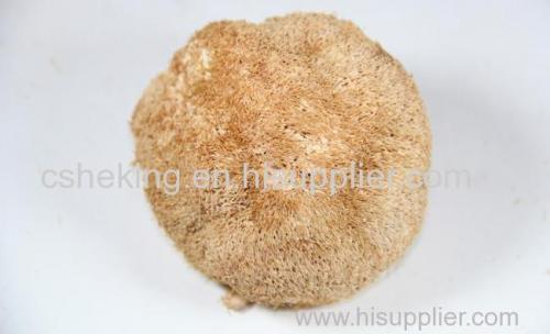 Monkey Head Mushroom Extract