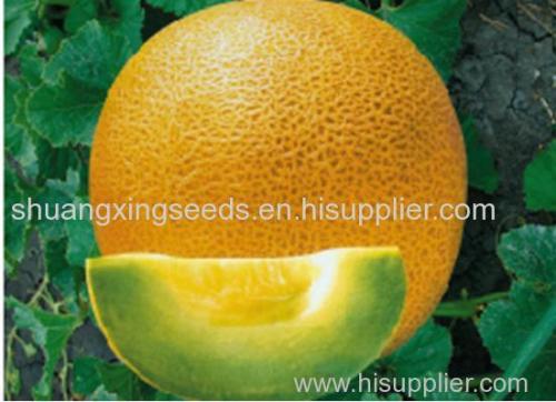 early mature hybbriid f1 melon seeds