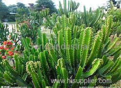 Cactus extract Extract Technology and Equipment