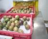 PASSION FRUIT PULP WITH HIGH QUALITY