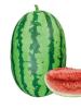 green skin with dark green strips watermelon seed