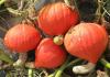 orange skin pumpkin seeds