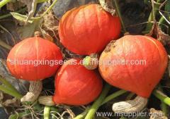 orange skin pumpkin seeds