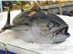 Bluefin Tuna Bigeye tuna Yellowfin tuna skipjack tuna Bonito