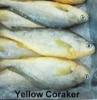 Fresh Seafood Yellow Croaker