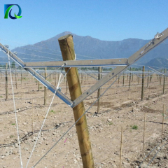 Table Grape Trellis Systems Open Gable Trellis