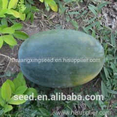Tropical seedless triploid watermelon seed