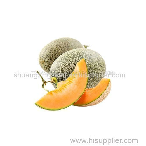 Hybrid F1 green Skin Orange Flesh Sweet Melon Seeds