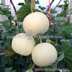 Sweet Star No.21 resist diseases hybrid musk melon seeds