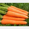 Red carrot Chinese wholesale growing vegetable carrot seeds