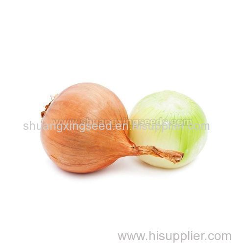 Yellow Onion Seed Four Season Vegetable Seeds