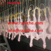 5000BPH chicken processing slaughtering equipment