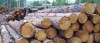 Shanghai Import Agency Customs Broker Clearance Services for Logs & Timber