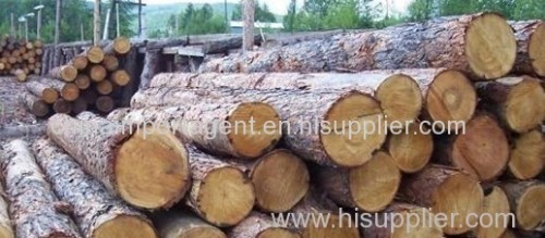 Shanghai Import Agency Customs Broker Clearance Services for Logs & Timber