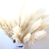 Fast shipping wedding decorative flowers super tall natural fluffy large dried pampas grass decor dried flower pampass