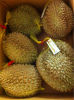 Best price with High Quality Durian from Viet Nam