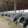 Good Quality Prefab Prefabricated Steel Structure Dairy Cow Shed Farm