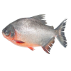 Seafood wholesale frozen fish Red Pomfret