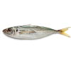 BQF IQF whole round scad mackerel frozen horse mackerel fish