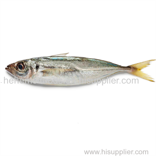 BQF IQF whole round scad mackerel frozen horse mackerel fish