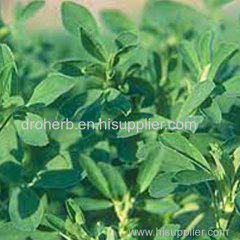 ALFALFA POWDER ALFALFA POWDER