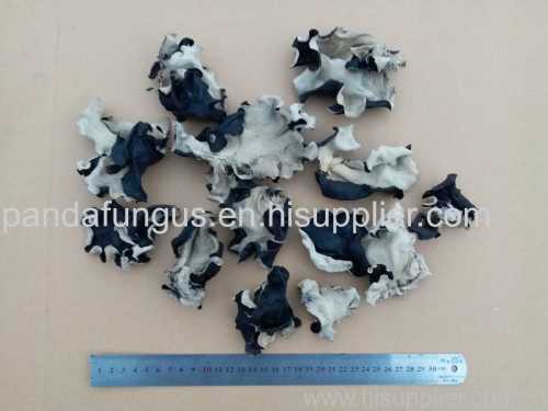 white back black fungus