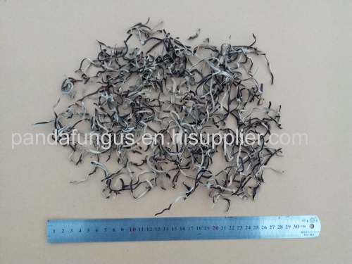 white back black fungus