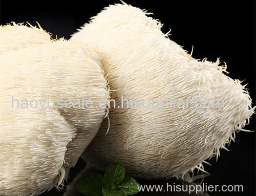 Organic Lion's Mane Powder / Extract