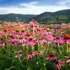 Echinacea Purpurea Powder Extract