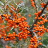 Sea Buckthorn Powder Extract